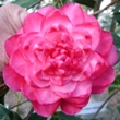 Dr. Frank Wilson Variegated